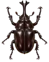 カブトムシの上面